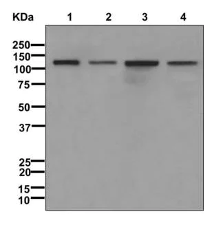 Western blot - Anti-NFkB p100/NFKB2 antibody [EPR4686-66] - BSA and Azide free (AB249847)