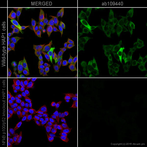 Immunocytochemistry/ Immunofluorescence - Anti-NFkB p100/NFKB2 antibody [EPR4686] - BSA and Azide free (AB174482)
