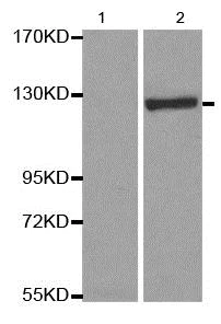 Western blot - Anti-NFkB p100/NFKB2 (phospho S866) antibody (AB194919)