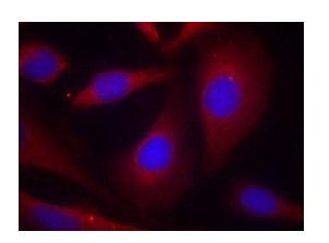 Immunocytochemistry/ Immunofluorescence - Anti-NFkB p105 / p50 antibody (AB131546), expandable thumbnail