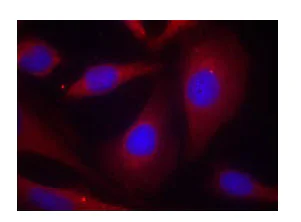 Immunocytochemistry/ Immunofluorescence - Anti-NFkB p105 / p50 antibody (AB131546)