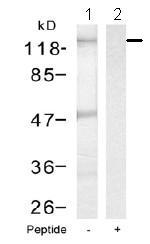 Western blot - Anti-NFkB p105 / p50 antibody (AB131546), expandable thumbnail