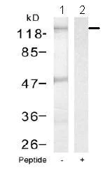 Western blot - Anti-NFkB p105 / p50 antibody (AB131546)