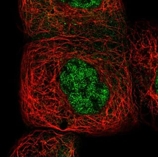Immunocytochemistry - Anti-NFkB p105 / p50 antibody (AB209795)