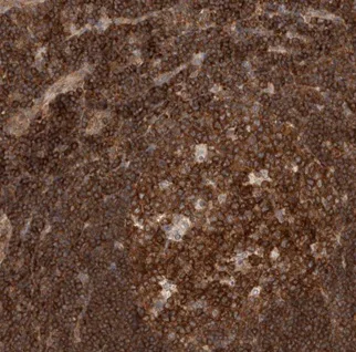 Immunohistochemistry (Formalin/PFA-fixed paraffin-embedded sections) - Anti-NFkB p105 / p50 antibody (AB209795)