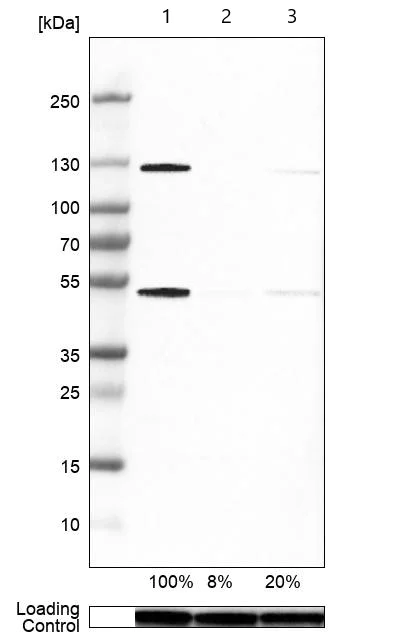 Western blot - Anti-NFkB p105 / p50 antibody (AB209795)