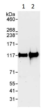 Western blot - Anti-NFkB p105 / p50 antibody (AB264235)