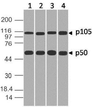 Western blot - Anti-NFkB p105 / p50 antibody [ABM20H5] - N-terminal (AB210924)