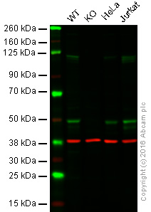 Western blot - Anti-NFkB p105 / p50 antibody [ABM20H5] - N-terminal (AB210924)