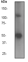 Western blot - Anti-NFkB p105 / p50 antibody [E381] (AB32360)