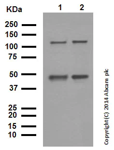 Western blot - Anti-NFkB p105 / p50 antibody [E381] (AB32360)