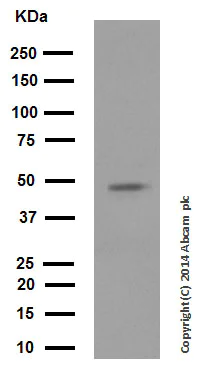 Western blot - Anti-NFkB p105 / p50 antibody [E381] (AB32360)