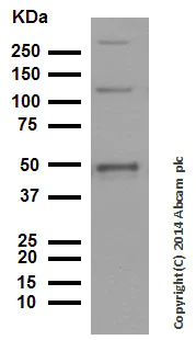 Western blot - Anti-NFkB p105 / p50 antibody [E381] (AB32360)