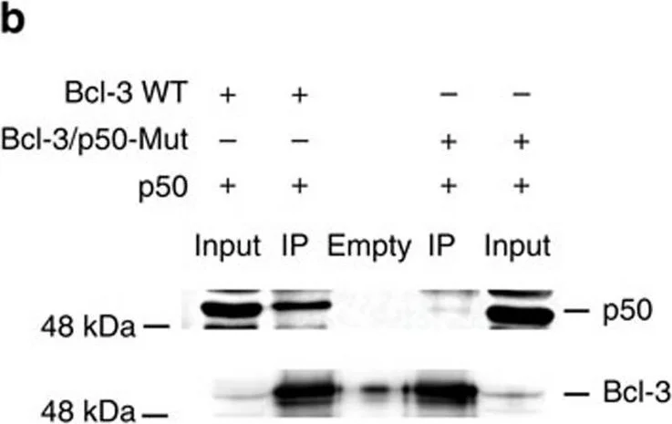 Western blot - Anti-NFkB p105 / p50 antibody [E381] (AB32360)