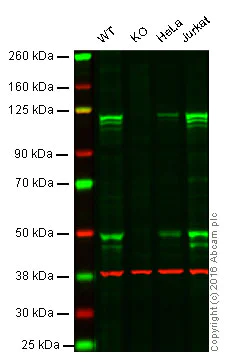 Western blot - Anti-NFkB p105 / p50 antibody [E381] (AB32360)