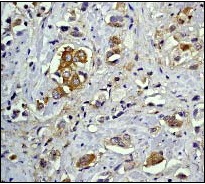 Immunohistochemistry (Formalin/PFA-fixed paraffin-embedded sections) - Anti-NFkB p105 / p50 antibody [E381] - BSA and Azide free (AB220803)