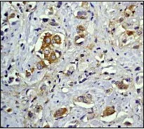 Immunohistochemistry (Formalin/PFA-fixed paraffin-embedded sections) - Anti-NFkB p105 / p50 antibody [E381] - BSA and Azide free (AB220803)