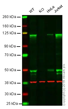 Western blot - Anti-NFkB p105 / p50 antibody [E381] - BSA and Azide free (AB220803)