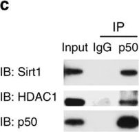 Western blot - Anti-NFkB p105 / p50 antibody [E381] - BSA and Azide free (AB220803)