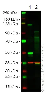 Western blot - Anti-NFkB p105 / p50 antibody [E381] - BSA and Azide free (AB220803)