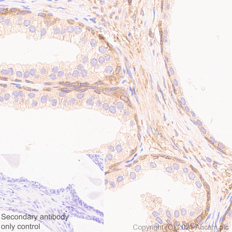 Immunohistochemistry (Formalin/PFA-fixed paraffin-embedded sections) - Anti-NFkB p105 / p50 antibody [EPR25226-156] (AB283688), expandable thumbnail