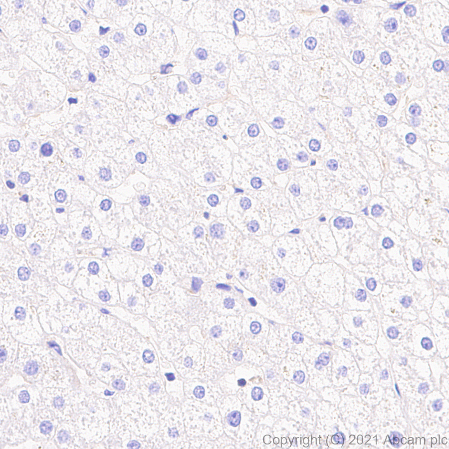 Immunohistochemistry (Formalin/PFA-fixed paraffin-embedded sections) - Anti-NFkB p105 / p50 antibody [EPR25226-156] (ab283688), expandable thumbnail