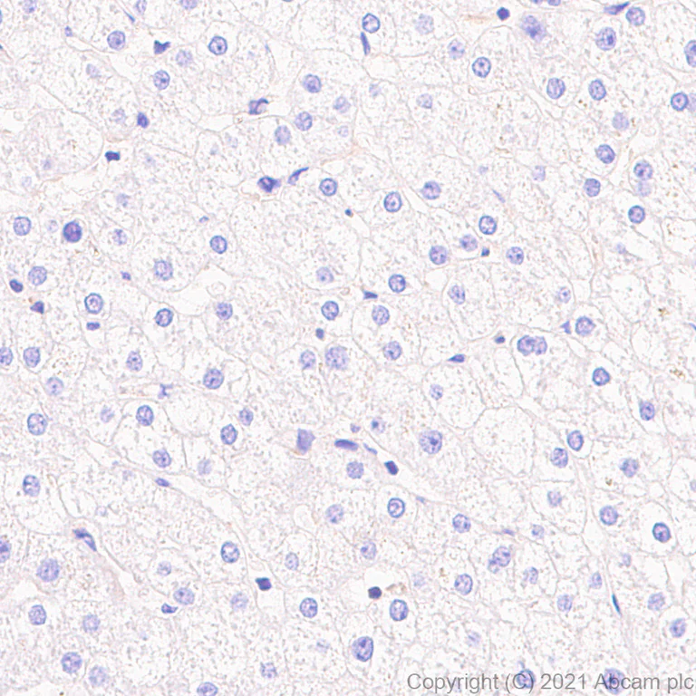 Immunohistochemistry (Formalin/PFA-fixed paraffin-embedded sections) - Anti-NFkB p105 / p50 antibody [EPR25226-156] (AB283688)