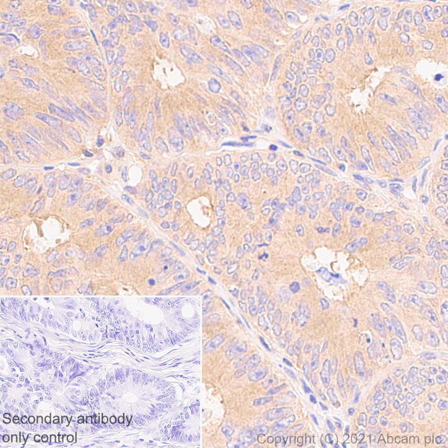 Immunohistochemistry (Formalin/PFA-fixed paraffin-embedded sections) - Anti-NFkB p105 / p50 antibody [EPR25226-156] (ab283688), expandable thumbnail