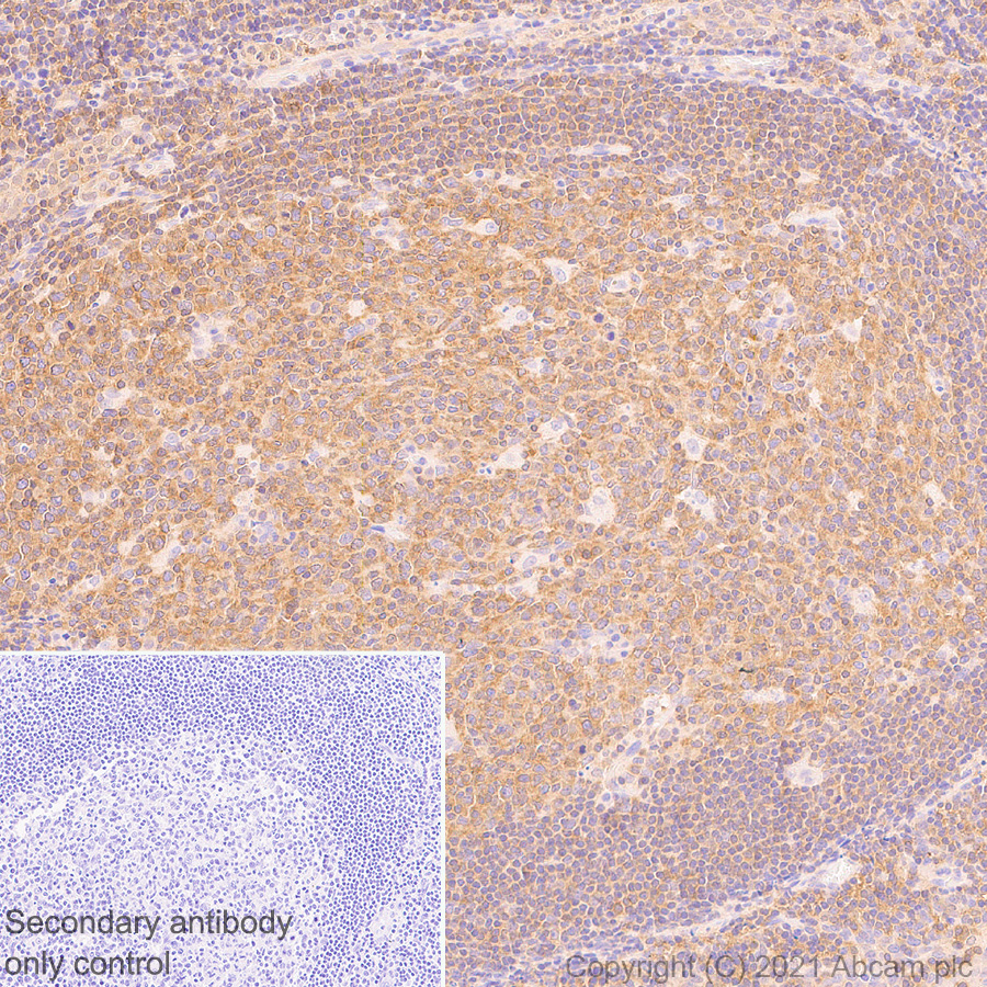 Immunohistochemistry (Formalin/PFA-fixed paraffin-embedded sections) - Anti-NFkB p105 / p50 antibody [EPR25226-156] (AB283688), expandable thumbnail