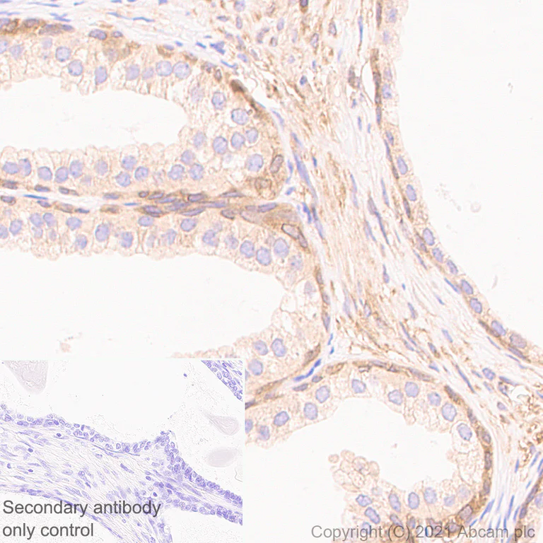 Immunohistochemistry (Formalin/PFA-fixed paraffin-embedded sections) - Anti-NFkB p105 / p50 antibody [EPR25226-156] - BSA and Azide free (AB283716)