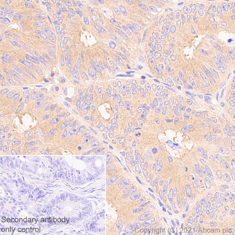 Immunohistochemistry (Formalin/PFA-fixed paraffin-embedded sections) - Anti-NFkB p105 / p50 antibody [EPR25226-156] - BSA and Azide free (AB283716)