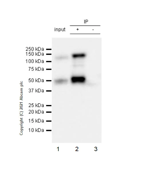 Immunoprecipitation - Anti-NFkB p105 / p50 antibody [EPR25226-156] - BSA and Azide free (AB283716)