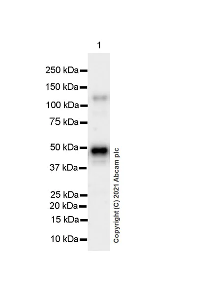 Western blot - Anti-NFkB p105 / p50 antibody [EPR25226-156] - BSA and Azide free (AB283716)