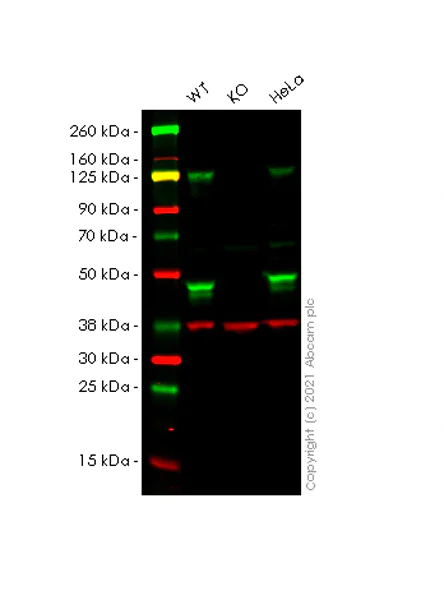 Western blot - Anti-NFkB p105 / p50 antibody [EPR25226-156] - BSA and Azide free (AB283716)