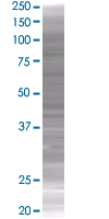NFkB p105 / p50 overexpression 293T lysate (whole cell)