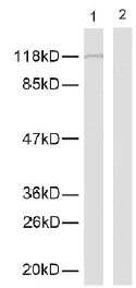 Western blot - Anti-NFkB p105 / p50 (phospho S337) antibody (AB28849)