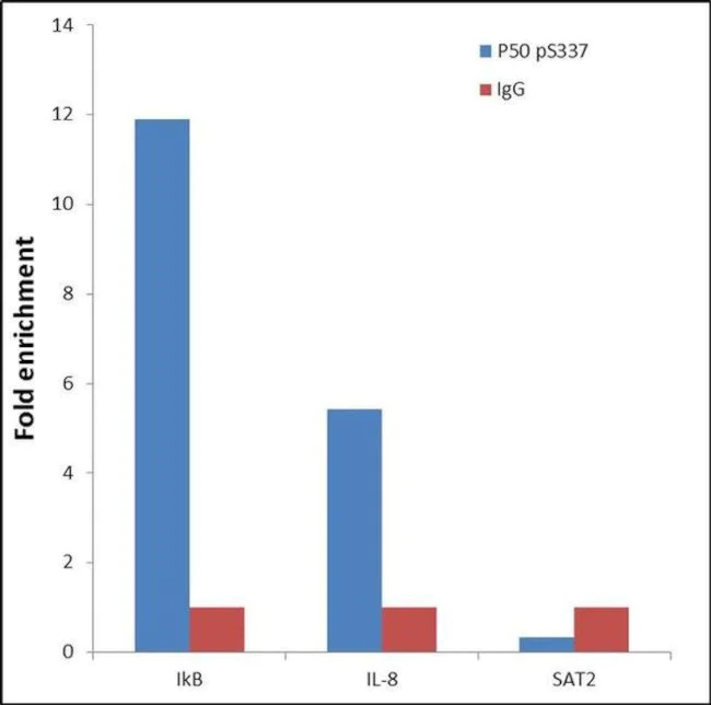 ChIP - Anti-NFkB p105 / p50 (phospho S337) antibody [RP23040087] - ChIP Grade (AB308112)
