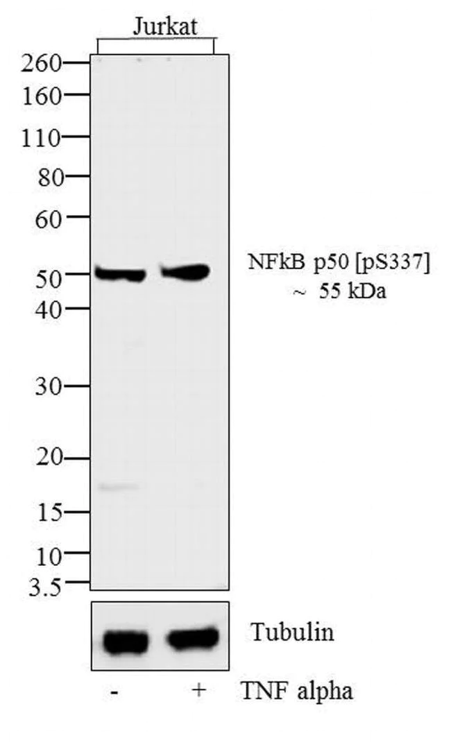 Western blot - Anti-NFkB p105 / p50 (phospho S337) antibody [RP23040087] - ChIP Grade (AB308112)