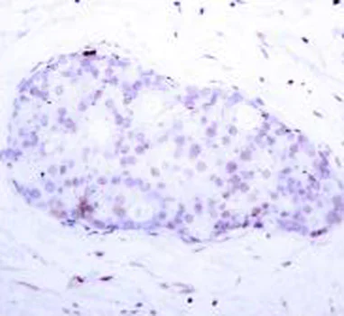 Immunohistochemistry (Formalin/PFA-fixed paraffin-embedded sections) - Anti-NFkB p105 / p50 (phospho S907) antibody (AB194927)
