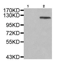 Western blot - Anti-NFkB p105 / p50 (phospho S907) antibody (AB194927)