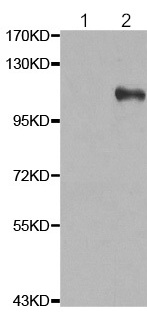 Western blot - Anti-NFkB p105 / p50 (phospho S932) antibody (AB194908)