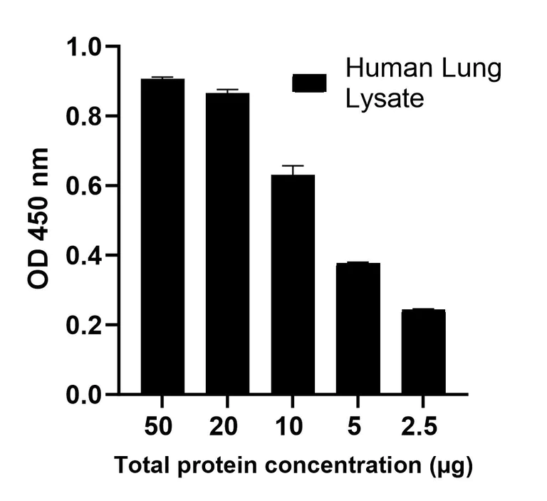 Sandwich ELISA - NFkB p50 Transcription Factor Activity Assay Kit (AB324202)