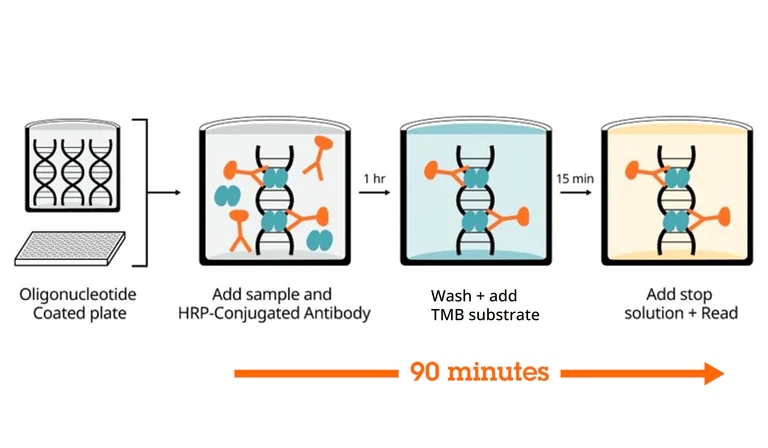 Sandwich ELISA - NFkB p50 Transcription Factor Activity Assay Kit (AB324202)