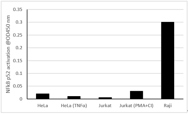 Functional Studies - NFkB p52 Transcription Factor Assay Kit (Colorimetric) (AB207219)