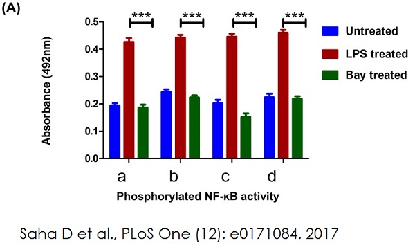 Functional Studies - NFkB p65 Transcription Factor Assay Kit (AB133112), expandable thumbnail
