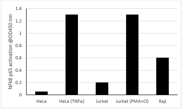 Functional Studies - NFkB p65 Transcription Factor Assay Kit (Colorimetric) (AB210613)