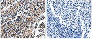 Immunohistochemistry (Formalin/PFA-fixed paraffin-embedded sections) - Anti-NFKBID antibody (AB182633)