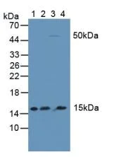 Western blot - Anti-NFKBID antibody (AB232913)
