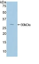 Western blot - Anti-NFKBID antibody (AB232913)