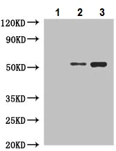 Immunoprecipitation - Anti-NFS1 antibody (AB229829)
